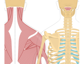 Featured image showing two views of the posterior view of the occipital region of the skull, cervical and thoracic regions of the spinal column, upper arm and scapulae. The image on the left shows the bony elements and the muscles of the back and next, the image on the right shows isolated Rectus Capitis Posterior Minor Muscle.