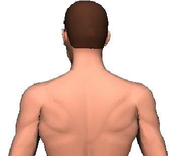 Slide 3 of the animation showing rotation of head and neck to the same side.