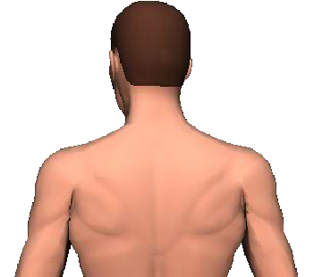 Slide 4 of the animation showing rotation of head and neck to the same side.