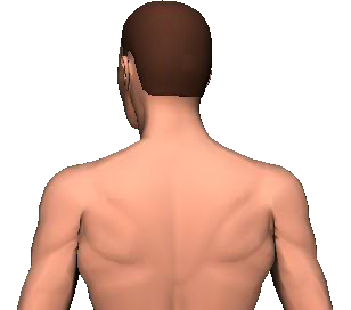 Slide 5 of the animation showing rotation of head and neck to the same side.