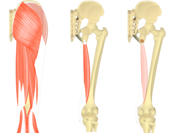 Leg Muscles Muscles That Act On The Leg Anatomy Function
