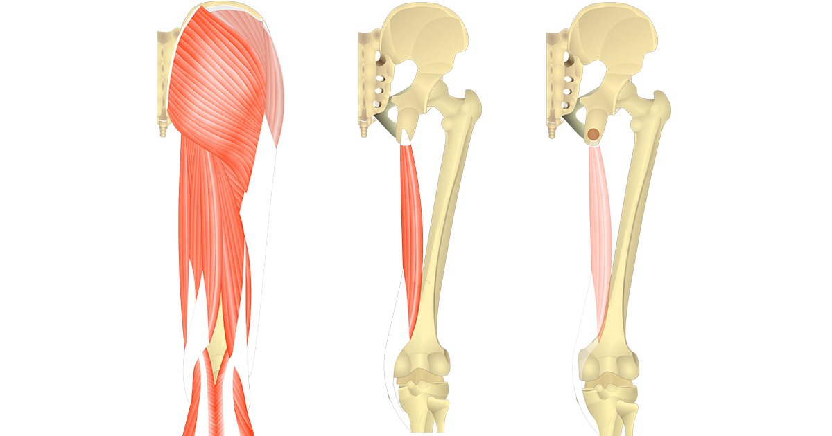 Semimembranosus Attachments, Actions & Innervation GetBodySmart