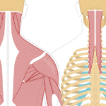 Featured image showing two views of the posterior view of the occipital region of the skull, cervical and thoracic regions of the spinal column, upper arm and scapulae. The image on the left shows the bony elements and the muscles of the back and next, the image on the right shows isolated Semispinalis Capitis Muscle.