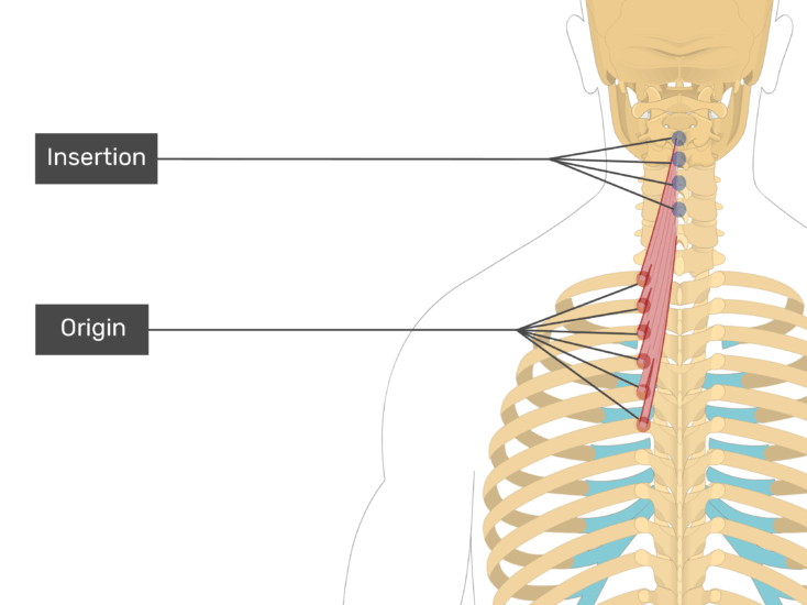 Semispinalis Cervicis Muscle