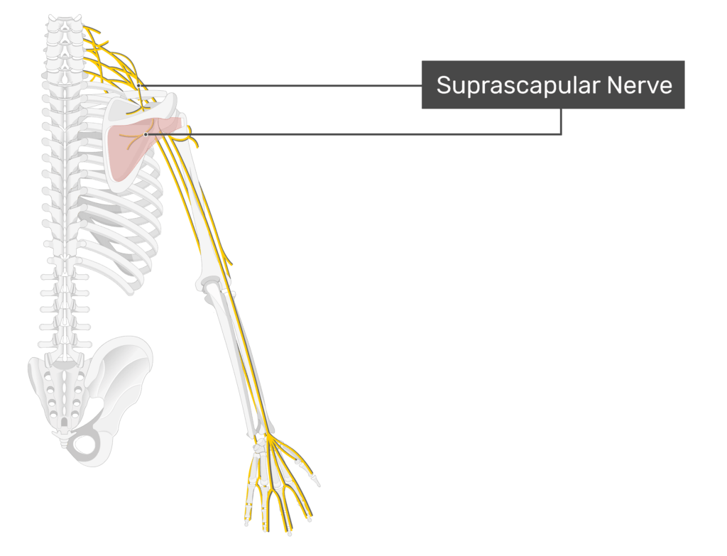 Muscle supraspinatus outlet