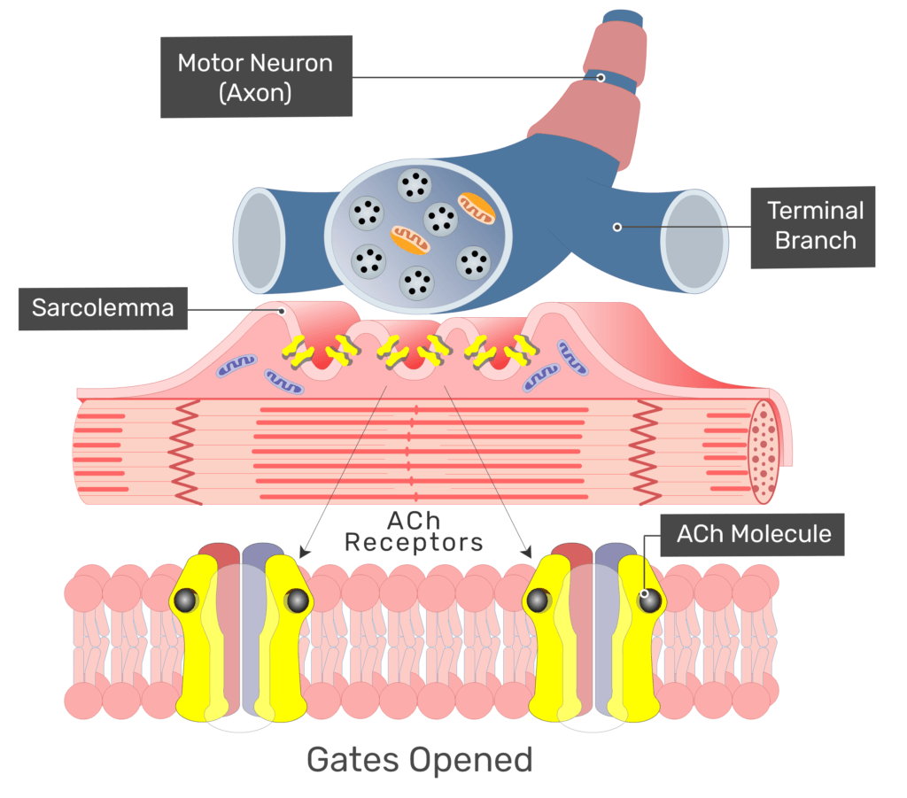 atp acetyl l-carnitine and acetylcholine receptors Acetyl-L-carnitine physical-chemical, metabolic, therapeutic properties: relevance for its mode of action in Alzheimer's disease and geriatric depression Carnitine Acetyltransferase - an overview