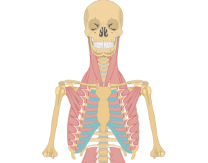 Anterior view of the upper skeleton highlighting the chest muscles