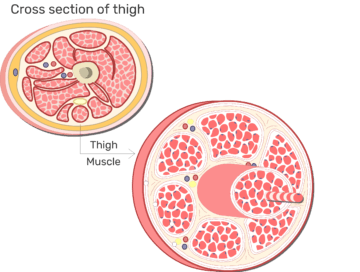 Cross section of the thigh showing it's muscles and compartments