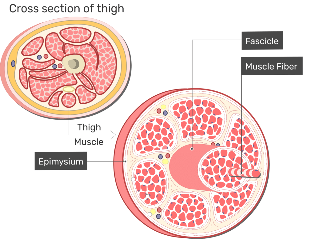 muscle tissue sections