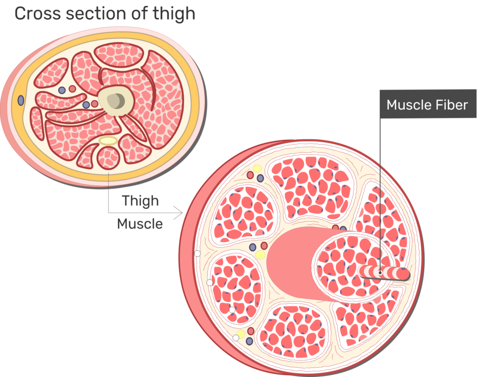 skeletal muscle cross section labeled