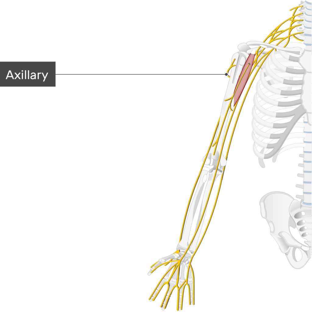 An image showing the Axillary nerve coming out of the brachial plexus