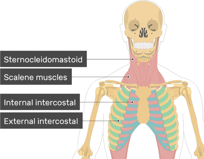 Intercostal Muscles Labeled