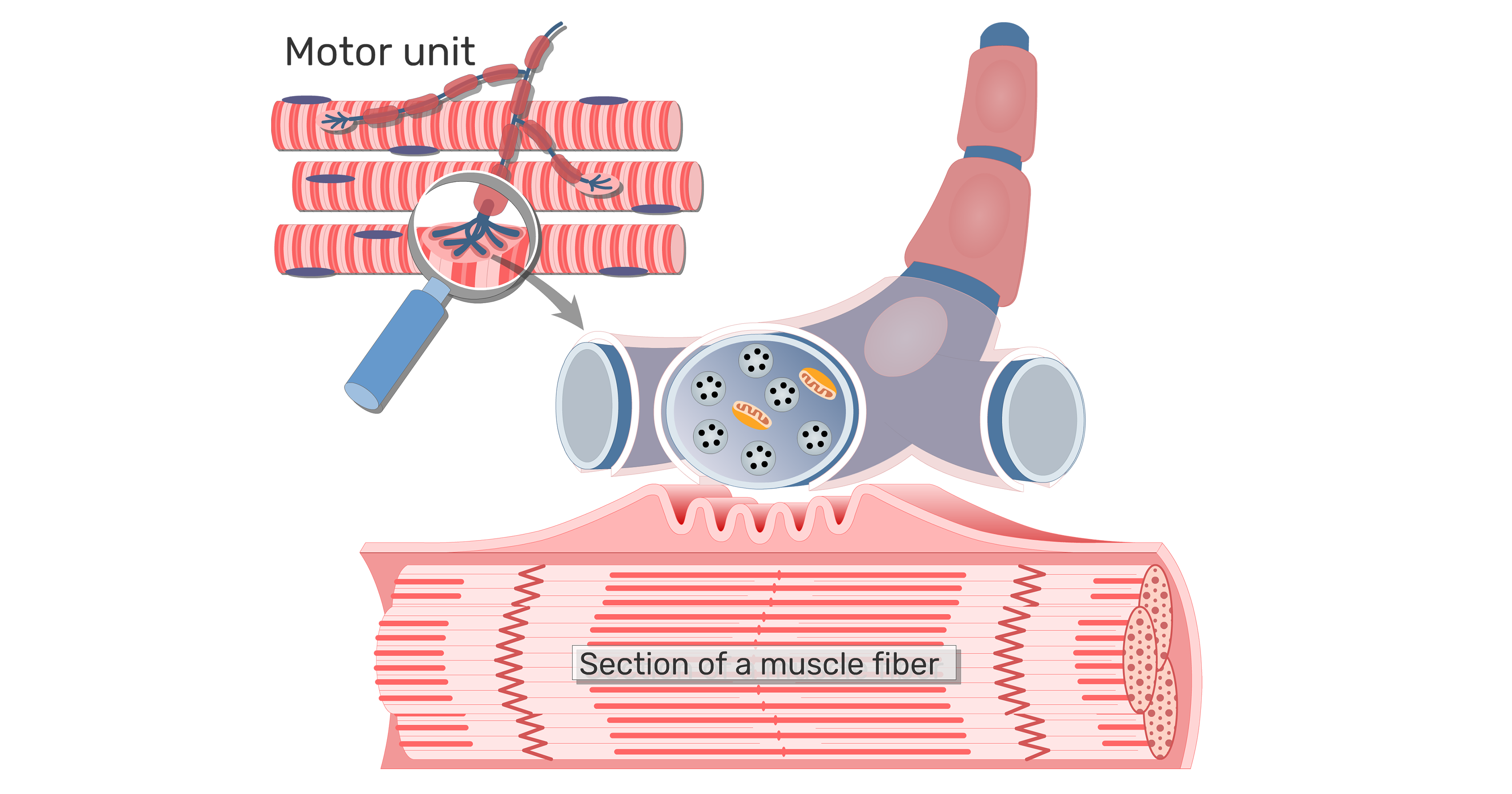 Muscle Physiology • An Introduction