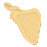Anterior view of the scapula
