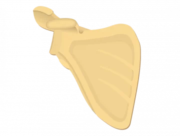 Anterior view of the scapula