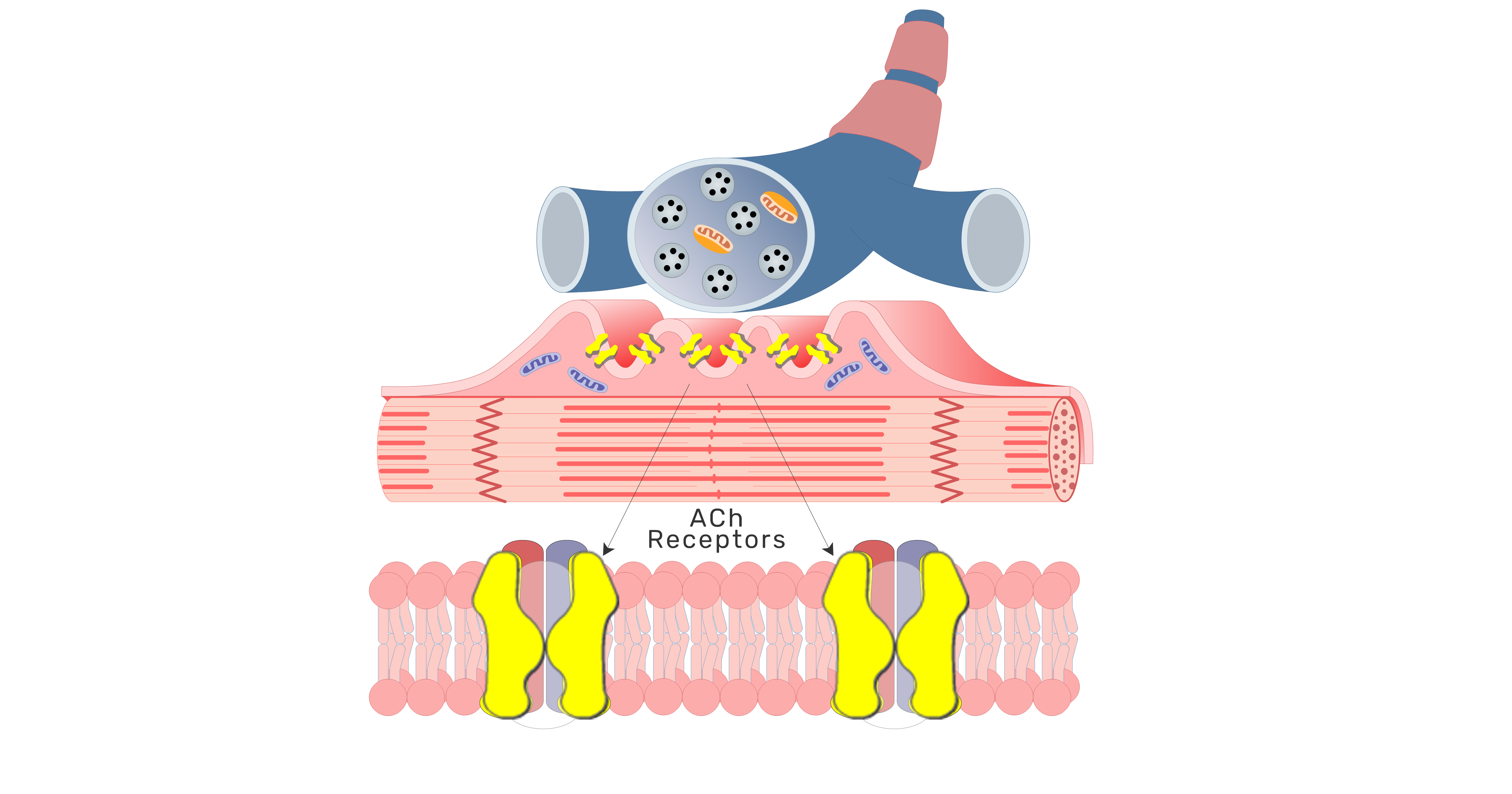 Acetylcholine Receptors in Muscle Fiber (Cells) GetBodySmart