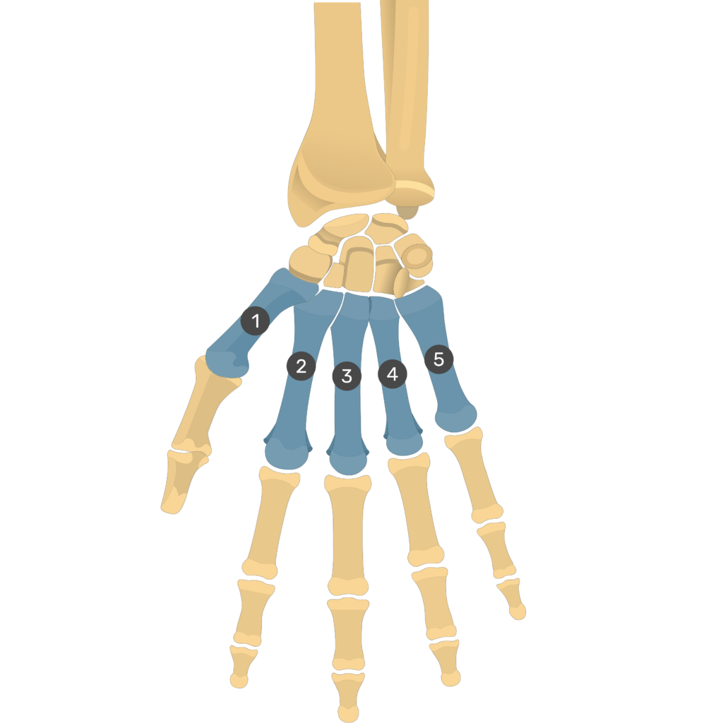 Metacarpal Bones Anatomy And Diagram Getbodysmart