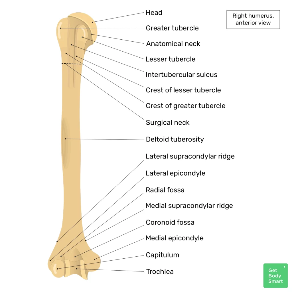 Humerus: Anatomy, Bone markings, Labeled diagrams