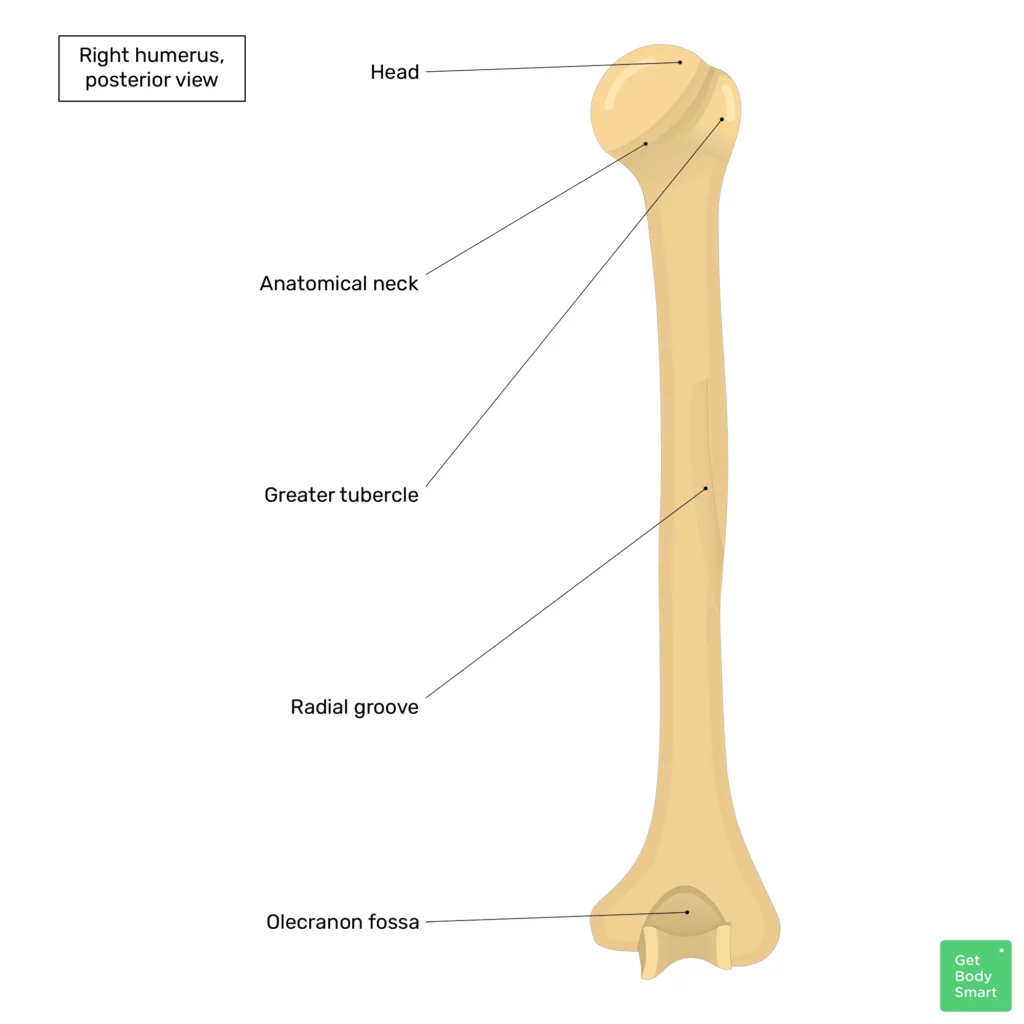 https://www.getbodysmart.com/wp-content/uploads/2017/12/GBS-humerus-posterior-view-gbs-1024x1024.webp