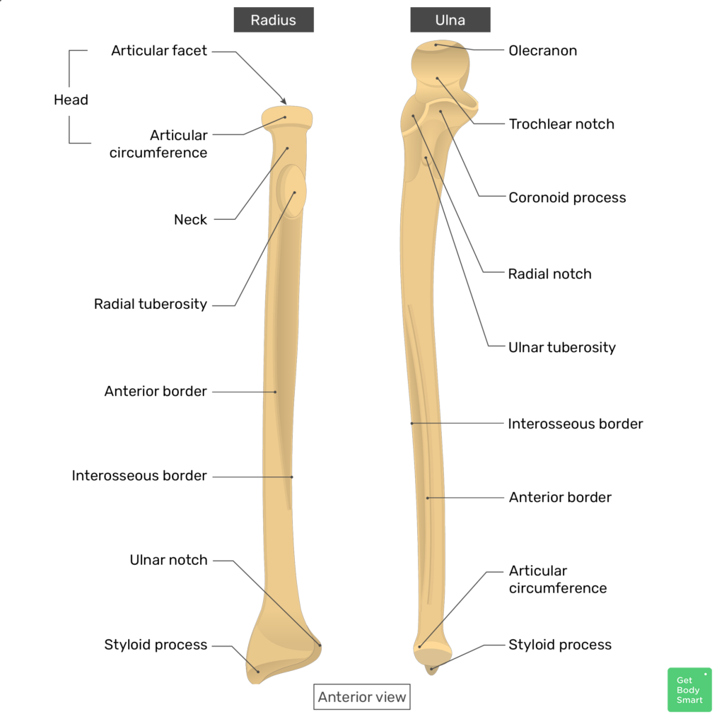 Radius And Ulna Anatomical Position