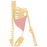 Posterior view of the skeleton showing highlighting the latissimus muscle
