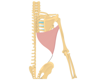 Posterior view of the skeleton showing highlighting the latissimus muscle