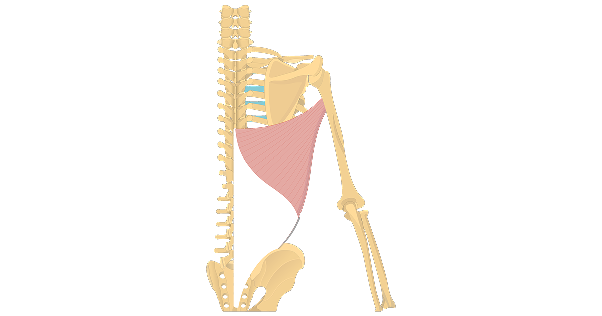 Shoulder Muscles • Anatomy & Function