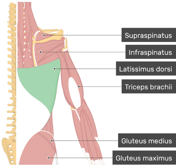 Latissimus Dorsi Muscle Attachments Action And Innervation