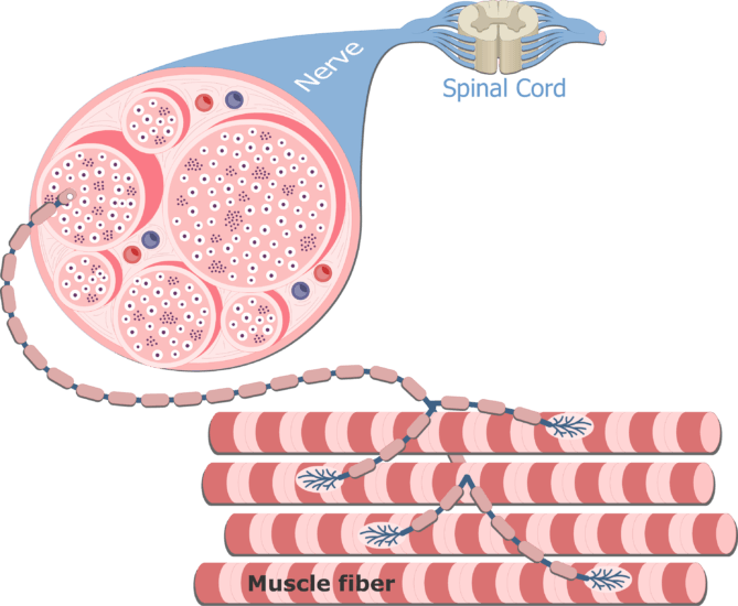 Motor unit definition and diagram GetBodySmart