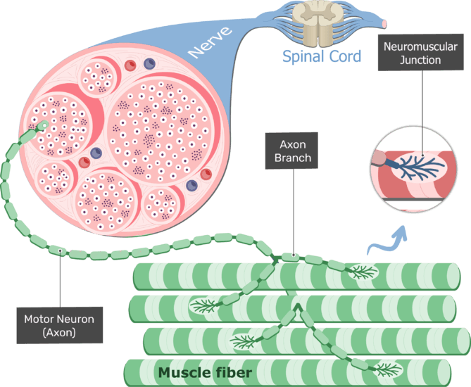 neuromuscular junction motor neuron