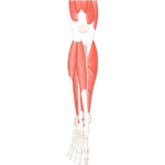 Anterior view of the lower limb showing the muscles that act on the foot and ankle