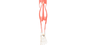 Posterior view of the lower limb showing the muscles that act on the foot and ankle