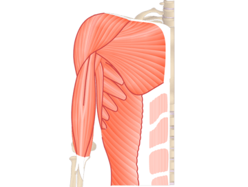 Anterior view of the thorax and upper limb showing the muscles that act on the anterior forearm (pronator teres, flexor carpi radialis, flexor carpi ulnaris, palmaris longus and flexor digitorum superficialis)
