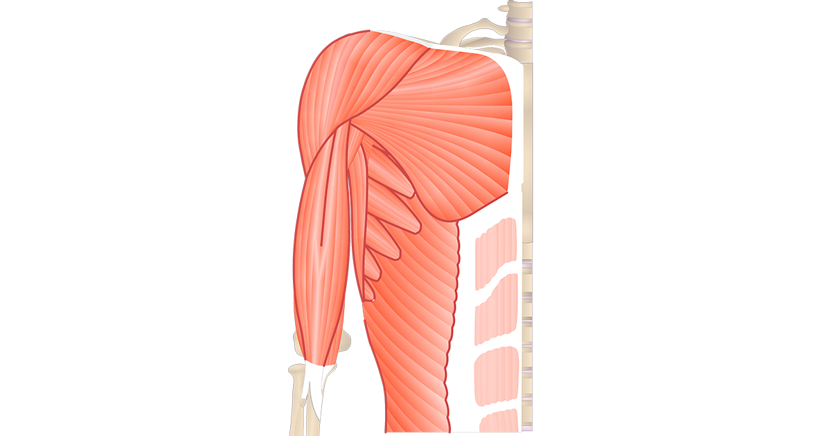 Muscles That Act On The Anterior Forearm