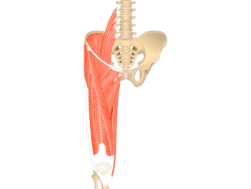 Muscles That Act On The Anterior Leg (From The Thigh) - Featured