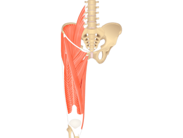 Muscles That Act On The Anterior Thigh (From The Hip) - Featured
