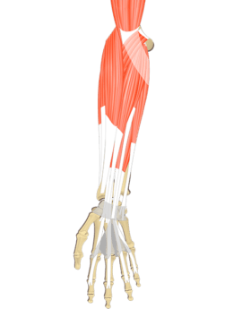 Anterior view of the thorax and upper limb showing the muscles that act on the anterior forearm (pronator teres, flexor carpi radialis, flexor carpi ulnaris, palmaris longus and flexor digitorum superficialis)