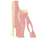 Posterior view of the thorax and upper part of the upper limb, highlighting the muscles that act on the posterior arm