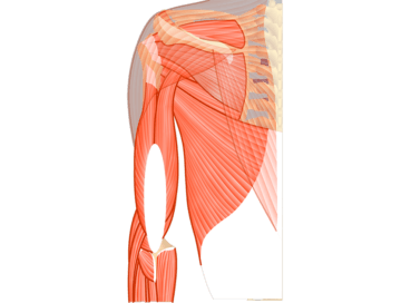 Posterior view of the thorax and upper part of the upper limb, highlighting the muscles that act on the posterior arm