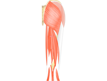 Muscles That Act On The Posterior Leg (From The Thigh) - Featured