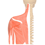 Posterior view of the upper skeleton showing the muscles that act on the posterior shoulder
