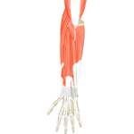 Posterior view of the forearm and hand showing the muscles that act on the posterior wrist and hand