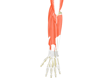 Muscles That Act On The Posterior Wrist & Hand - Featured