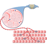 An image showing the neural axons coming out of the spinal cord ending on the muscular end plate where they innervate muscular fibers
