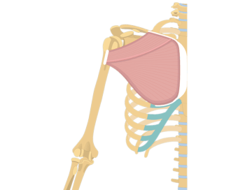 Pectoralis Major Muscle - Featured
