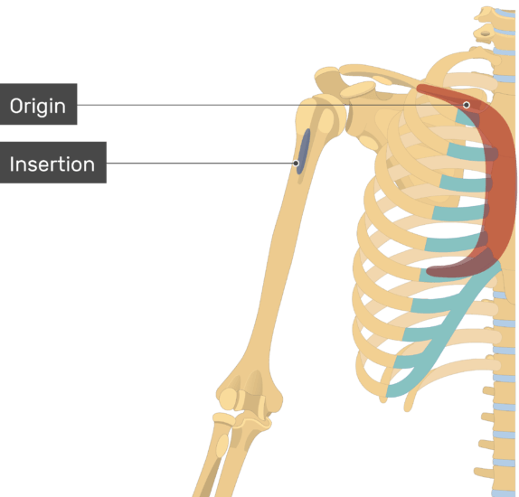Un'immagine immagine che mostra l'origine e l'inserzione del muscolo pettorale maggiore sull'arto superiore