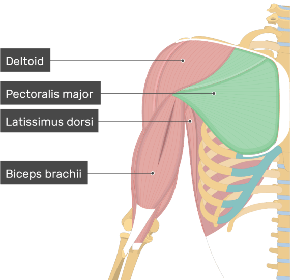 Un'immagine che mostra il Muscolo Pettorale Maggiore (evidenziato) attaccato all'arto superiore insieme ad altri muscoli (Deltoide, Latissimus dorsi, Biceps brachii)