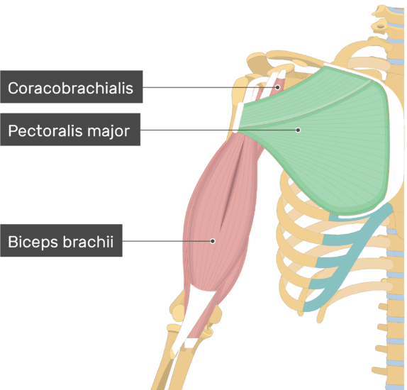 Un'immagine che mostra il muscolo pettorale maggiore (evidenziato) attaccato all'arto superiore insieme ad altri muscoli (Coracobrachialis, Biceps brachii)