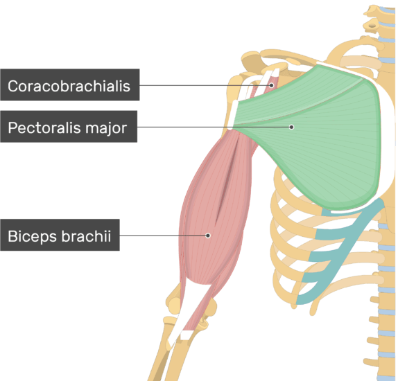 004b Axilla And Brachial Plexus Anatomy Flashcards Memorang