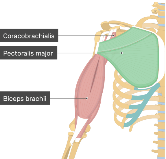 Uma imagem mostrando o músculo peitoral maior (realçado) ligado ao membro superior juntamente com outros músculos (Coracobrachialis, Biceps brachii)